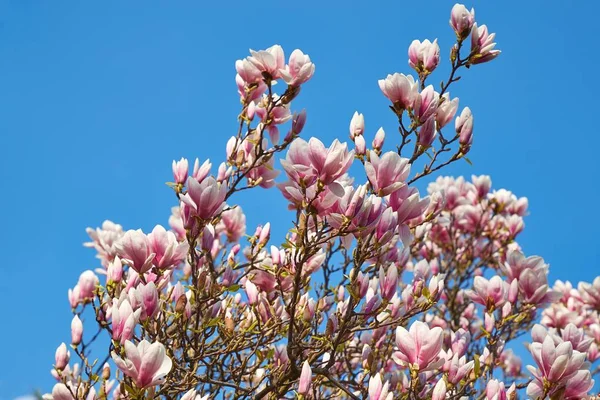 Magnolia träd blossom — Stockfoto