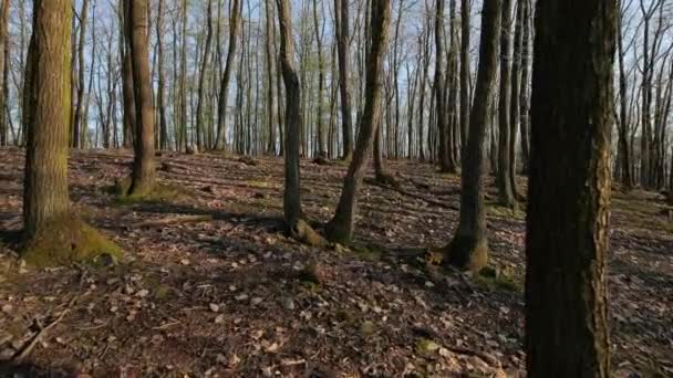 Passeio de primavera florestal — Vídeo de Stock