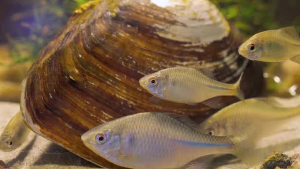 Peces nadando bajo el agua — Vídeos de Stock