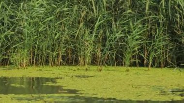 Bitkilerle sallayarak su yüzeyi