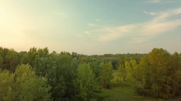 Cime des arbres vert bruissement feuilles drone shot — Video