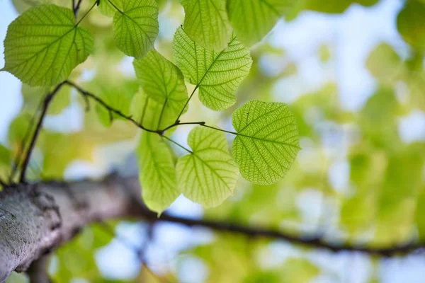 Hojas frescas de primavera — Foto de Stock