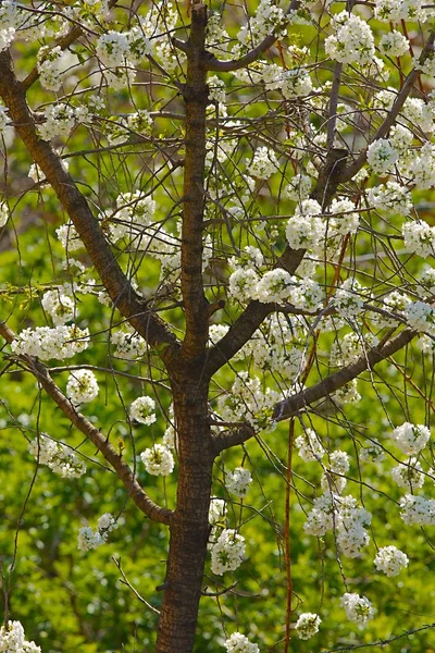 Primavera árvore floração — Fotografia de Stock