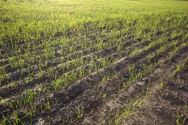 Campo agrícola con plantas —  Fotos de Stock