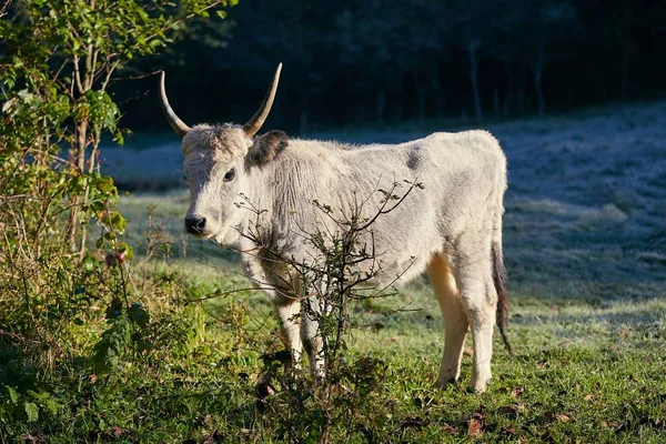 Угорська-сірий великої рогатої худоби — стокове фото