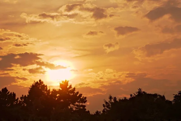 Sky with tree silhouettes — Stock Photo, Image