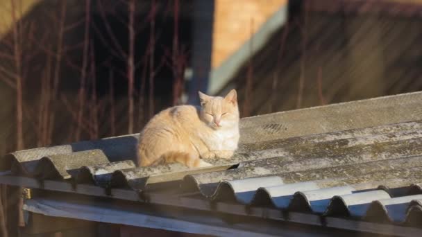 Gato em um telhado — Vídeo de Stock