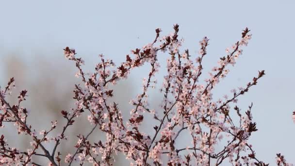 Árbol de primavera floreciendo — Vídeos de Stock