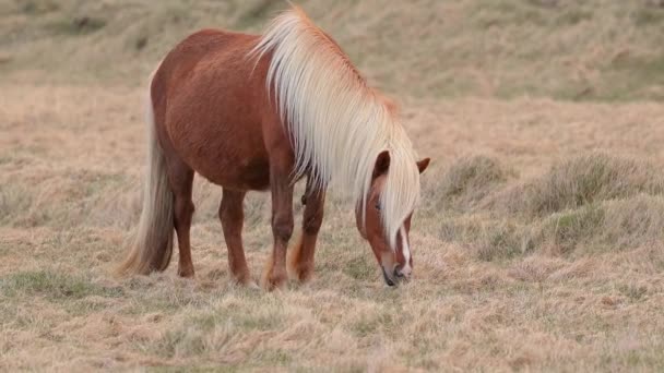 Icelandic horse grazing — Stock Video