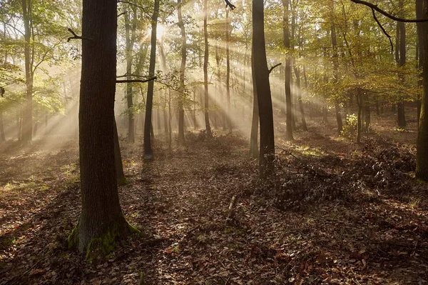 Bosque con rayos de luz —  Fotos de Stock