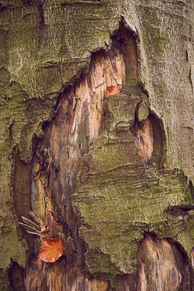 Closeup κορμό δέντρου — Φωτογραφία Αρχείου