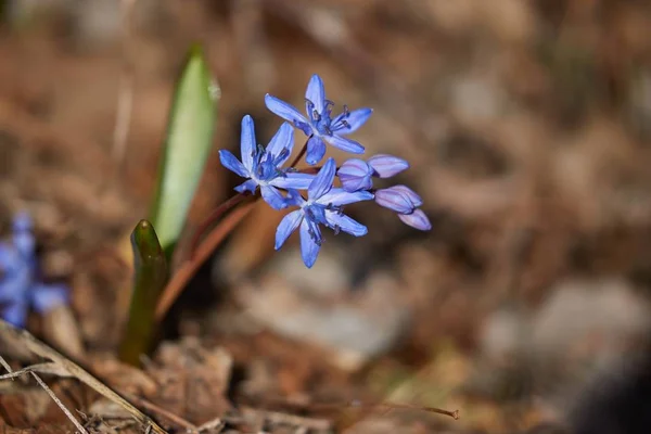Kis kék Scilla virágok tavasszal — Stock Fotó