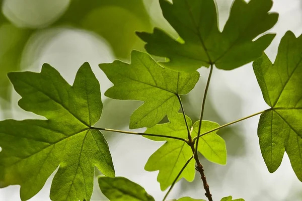 Hojas verdes fondo — Foto de Stock