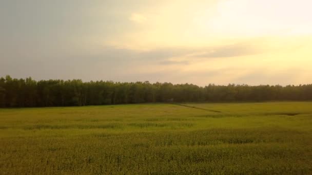 Campo agrícola verão pôr do sol drone metragem — Vídeo de Stock