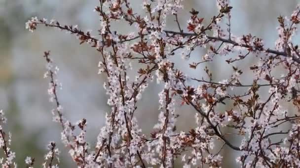 Frühlingsbaum blüht — Stockvideo