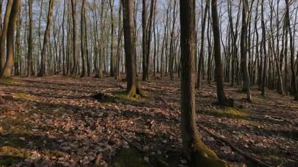 Bosque primavera paseo — Vídeo de stock