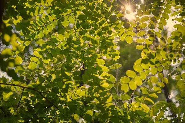 Весенние зеленые листья — стоковое фото