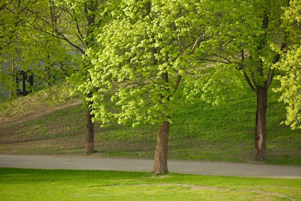 Árbol verde en un parque —  Fotos de Stock