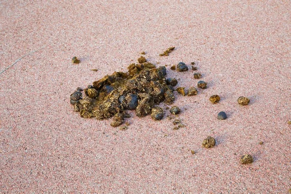 Horse dung on the raod — Stock Photo, Image