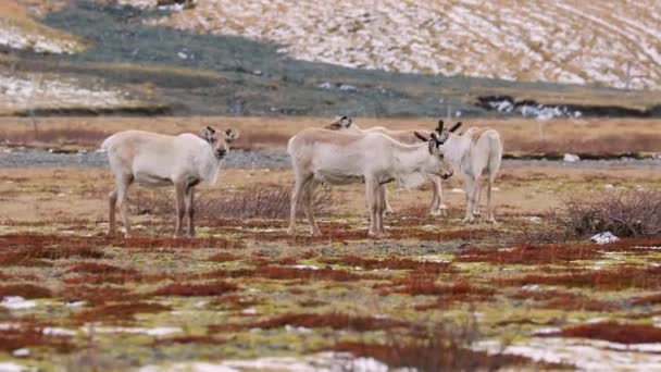 Rendieren die in IJsland leven — Stockvideo