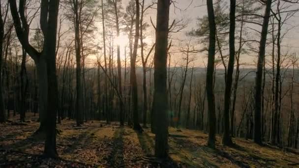 Bosque primavera paseo — Vídeo de stock