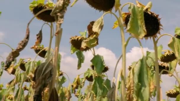 Sonnenblumenfeld trockene Blumen rascheln — Stockvideo