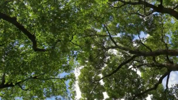 Green treestops in wind — Stock Video