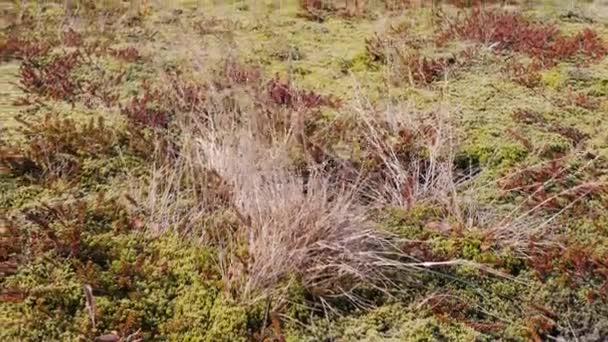 Wind bewegende planten in IJsland — Stockvideo