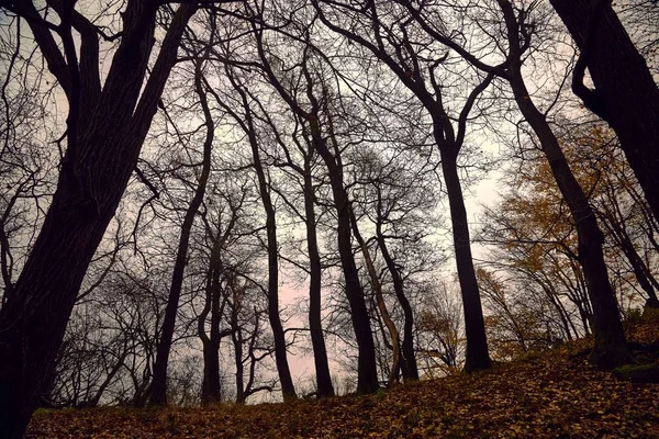 Árvores nuas contra céu sombrio — Fotografia de Stock