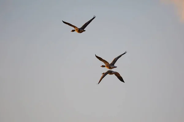 Ganzen glying bij zonsondergang — Stockfoto