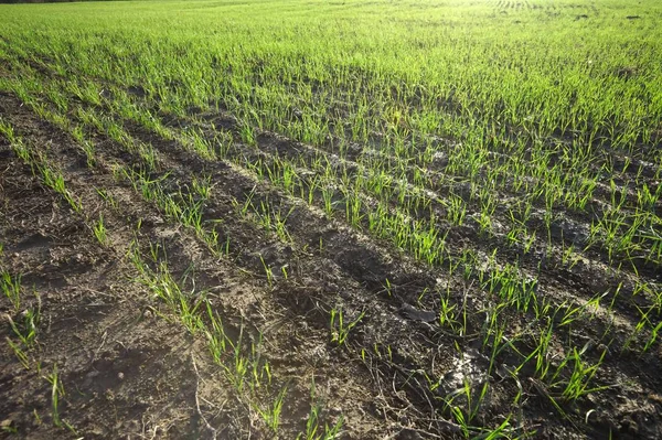 Campo agrícola con plantas —  Fotos de Stock