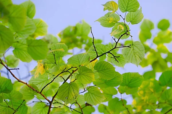 Feuilles de printemps fraîches — Photo