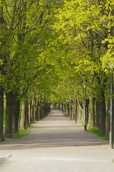 PArk with line of trees — Stock Photo, Image