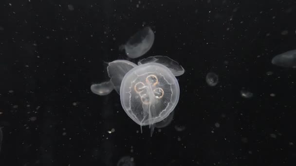 Dryfujące tło meduzy — Wideo stockowe