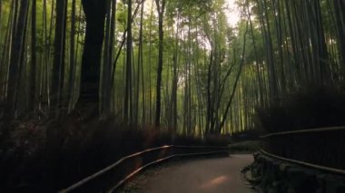 Kyoto Bambu Ormanı