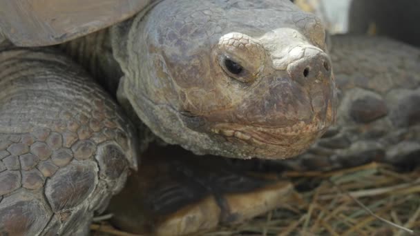 Afrikaanse gestimuleerd schildpad — Stockvideo
