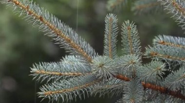 Parkta ve ormanda yağmur yağıyor