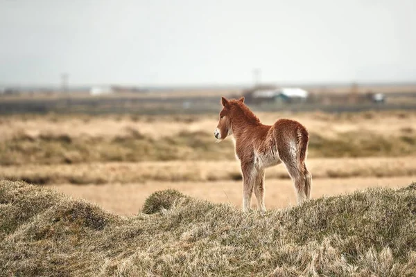 Small, young horse in Iceland — Stock Photo, Image