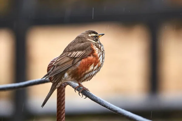 Redwing sitiin on a wire — Stock Photo, Image