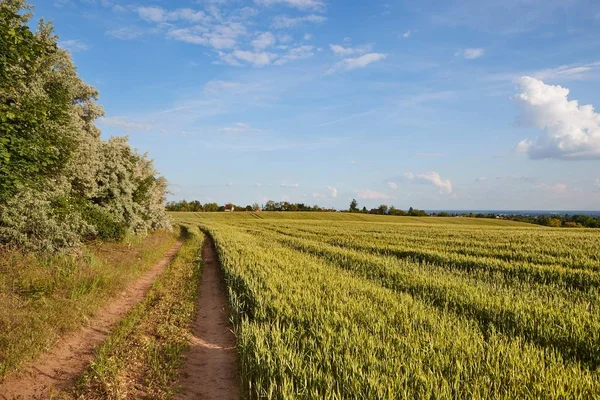 Green Field with Trees — Stock Photo, Image