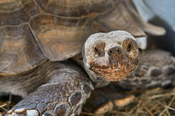 非洲盾臂龟 — 图库照片