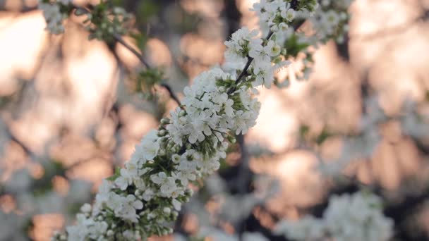 Весеннее цветущее дерево — стоковое видео