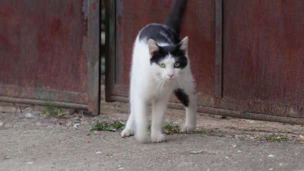 外を自由に歩く猫 — ストック動画