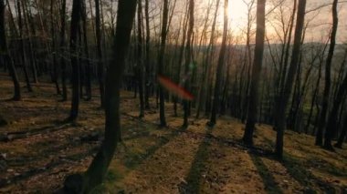 Orman bahar yürüyüşü