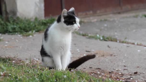 Кошка свободно гуляет снаружи — стоковое видео