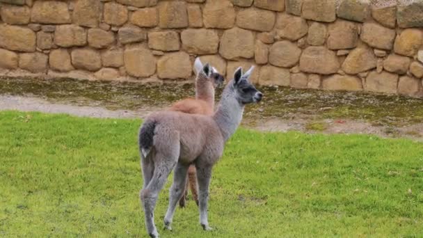 Baby lama's spelen — Stockvideo