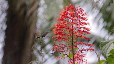 Colibri yağmur ormanlarında çiçekten besleniyor