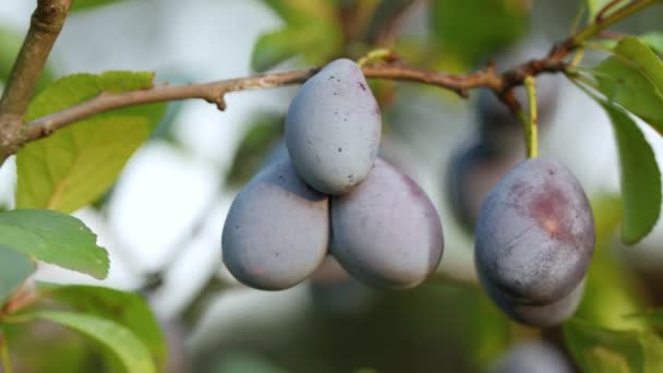 Plum tree closeup — Stock Video