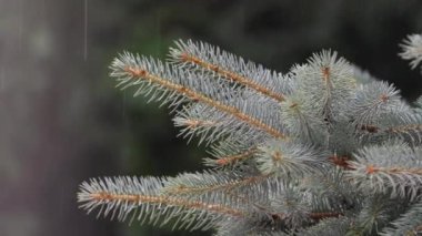 Parkta ve ormanda yağmur yağıyor