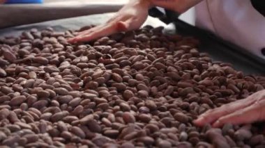 Kakao çekirdekleri elle toplanır